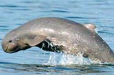 krattie  dolphin
